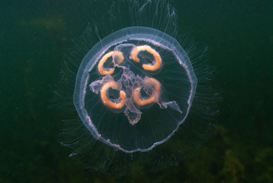 Jellyfish in water