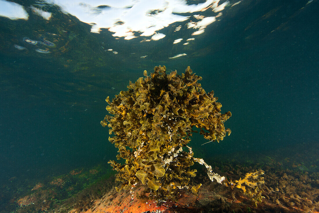 Seegras im Meer