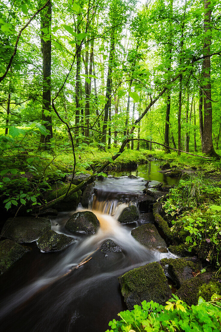 Malerischer Bach im Wald