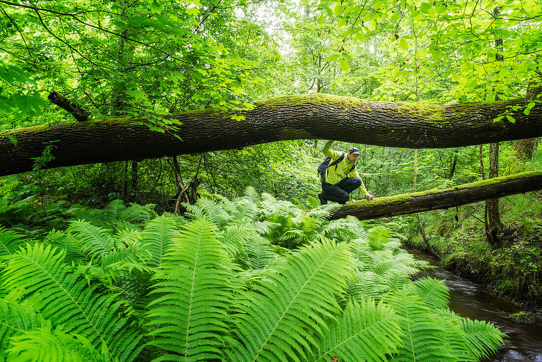 Mann wandert im Wald