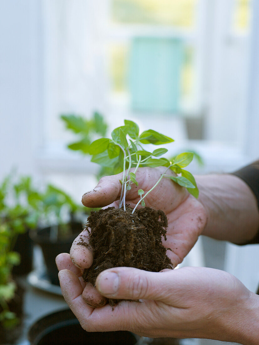 Man potting plants