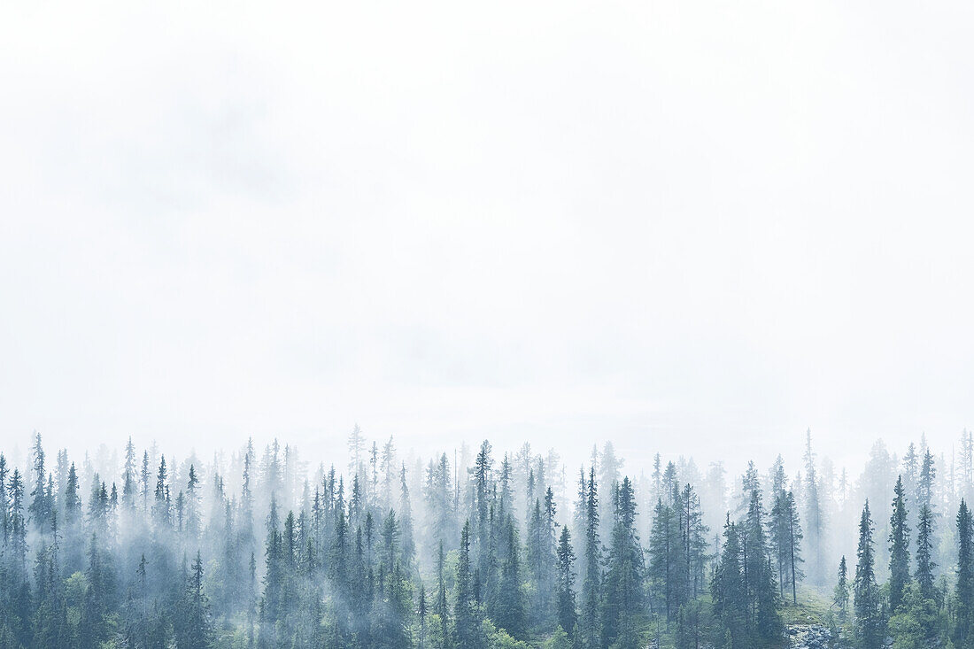 Forest in fog