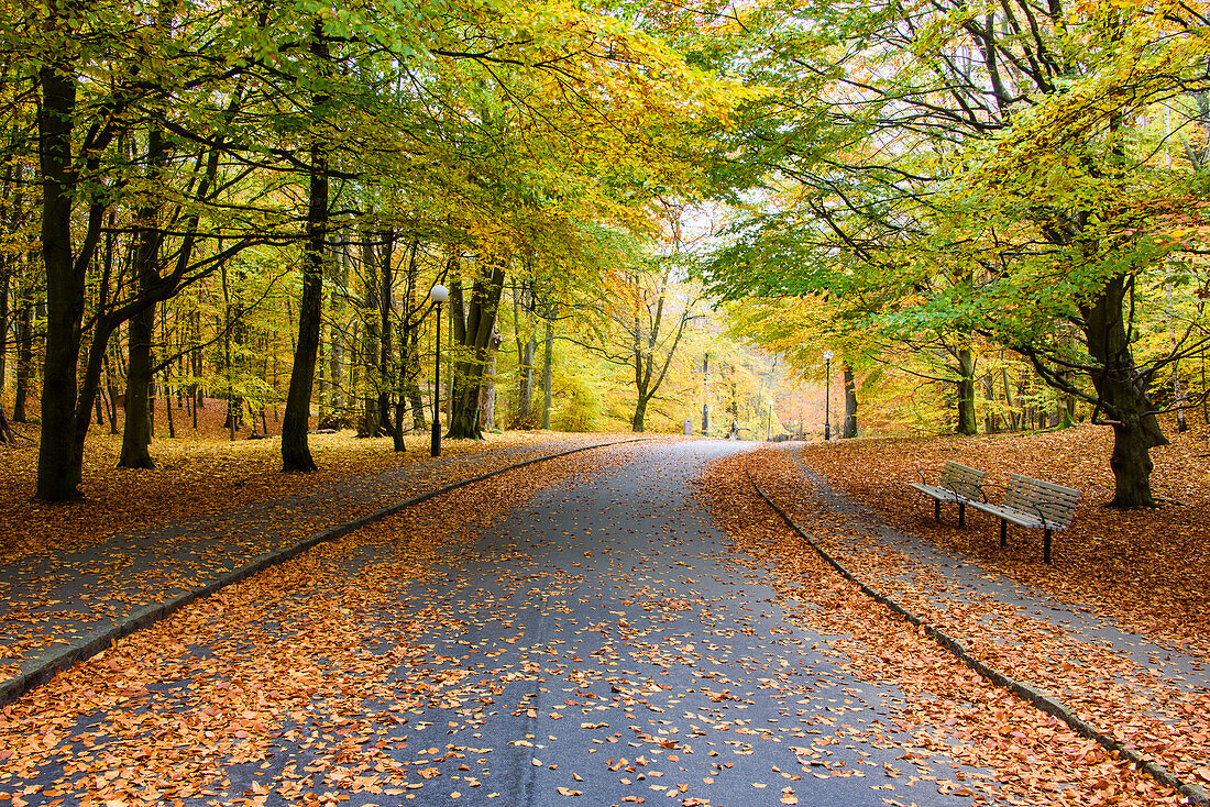 Herbstbäume am Parkweg