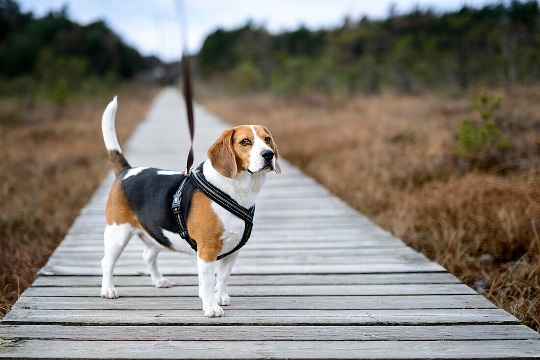 Beagle auf der Strandpromenade