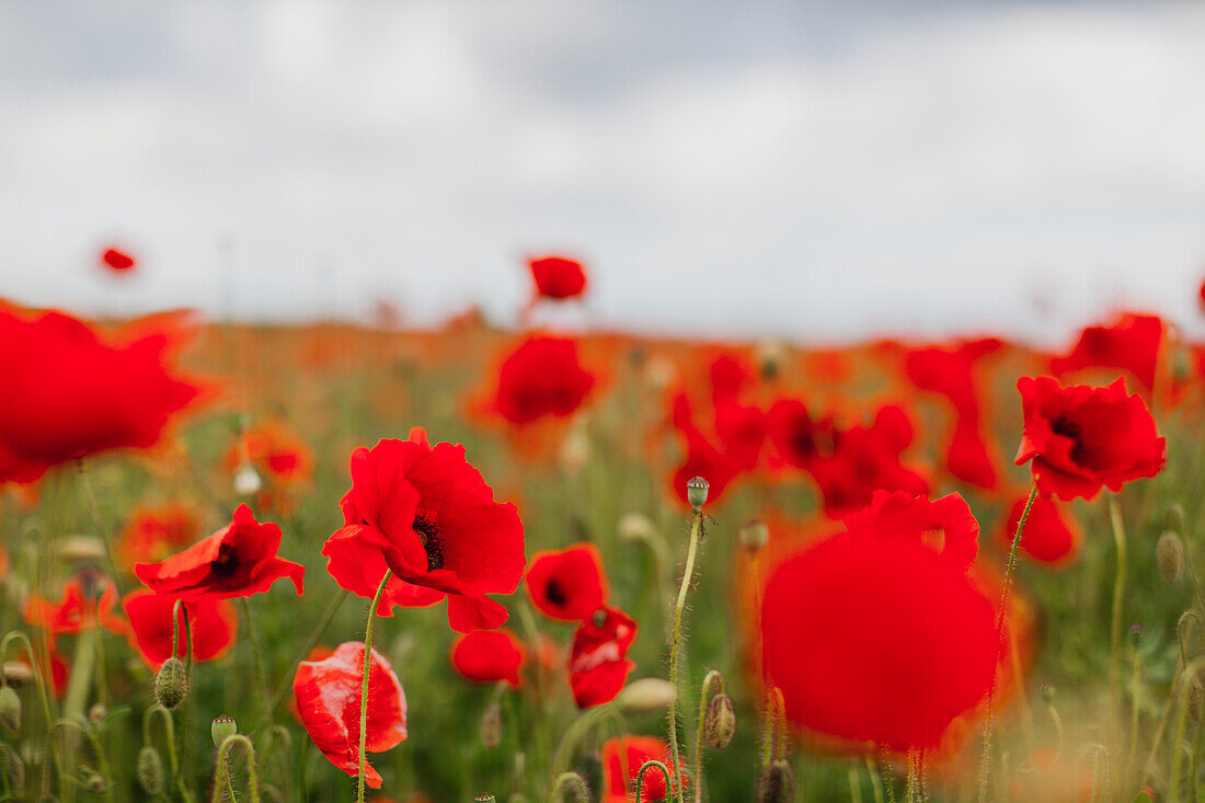 Mohnblumen auf Wiese