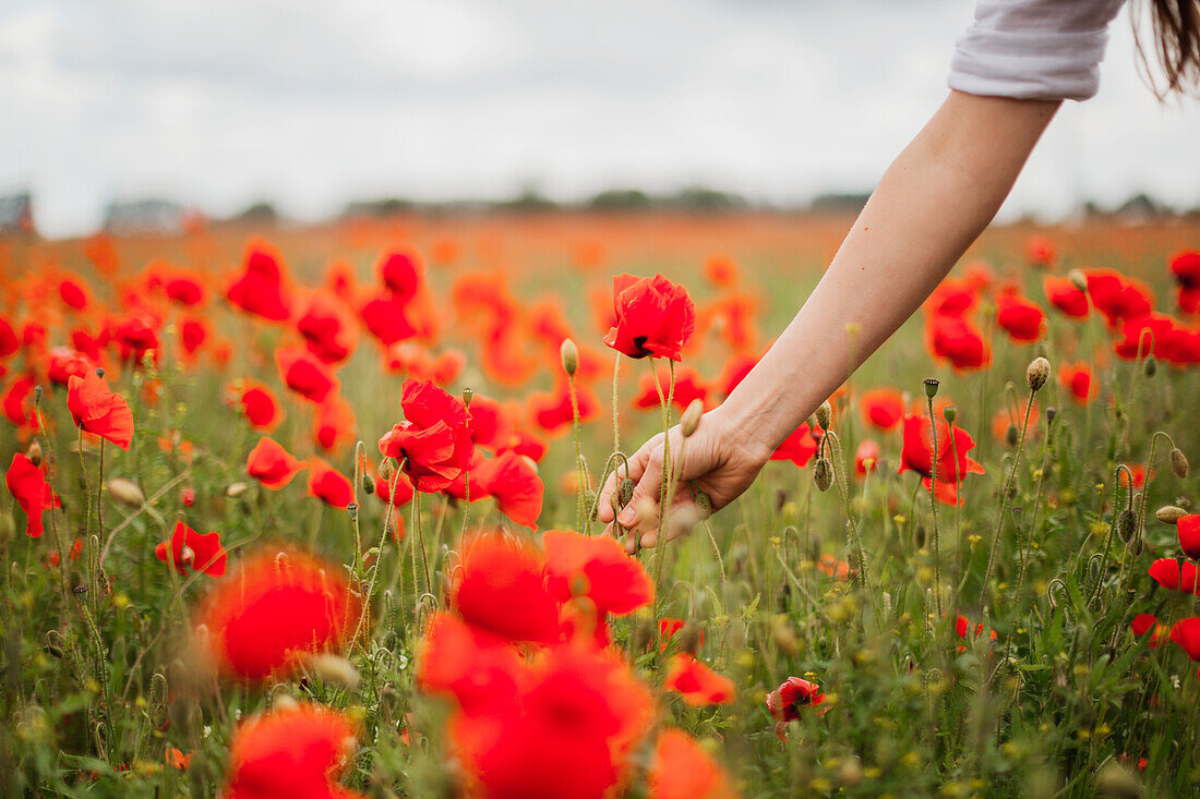 Woman picking poppy