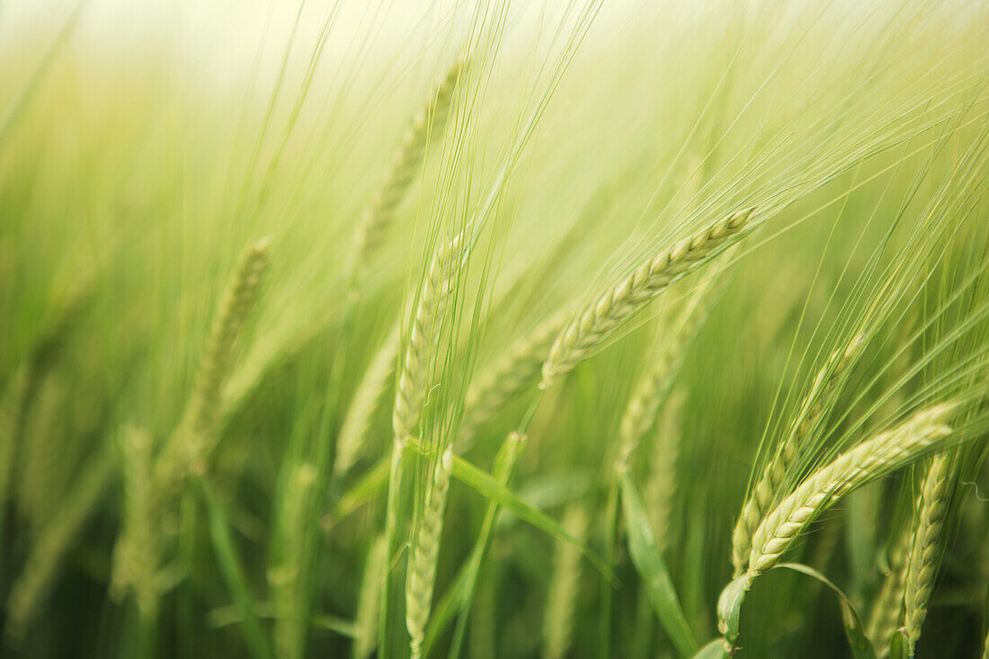 Wheat field, close-up