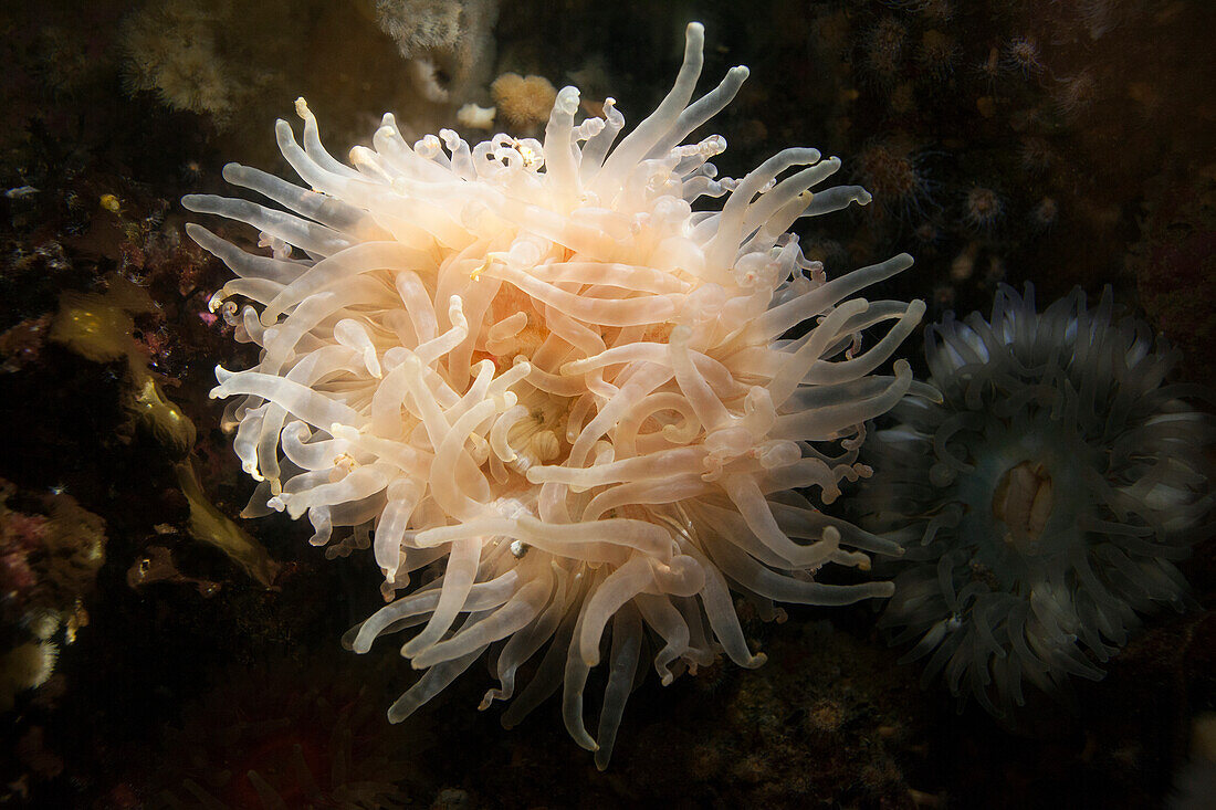 Sea anemone