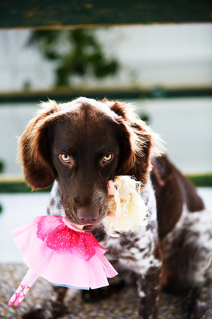 Hund beißt Puppe