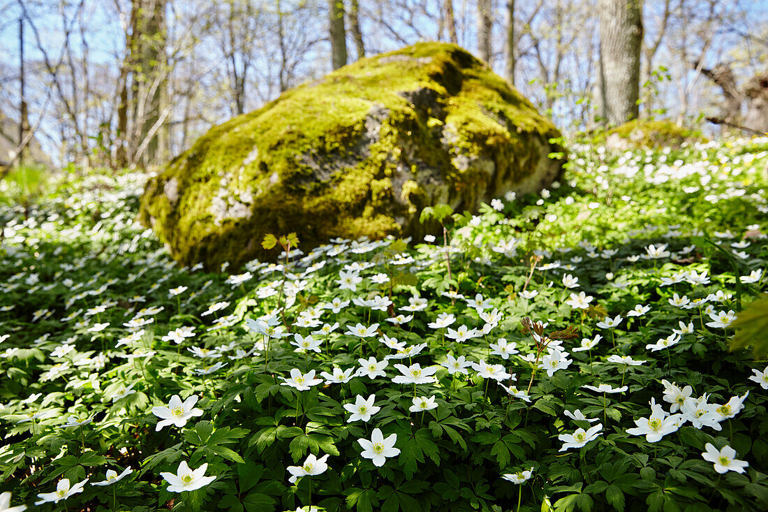 Weiße Wildblumen auf einer Waldwiese