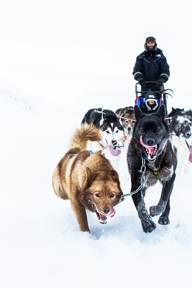 Dogs pulling sleigh with man