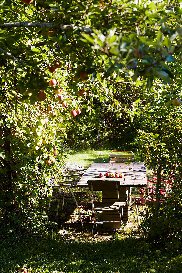 Outdoor table in apple orchard