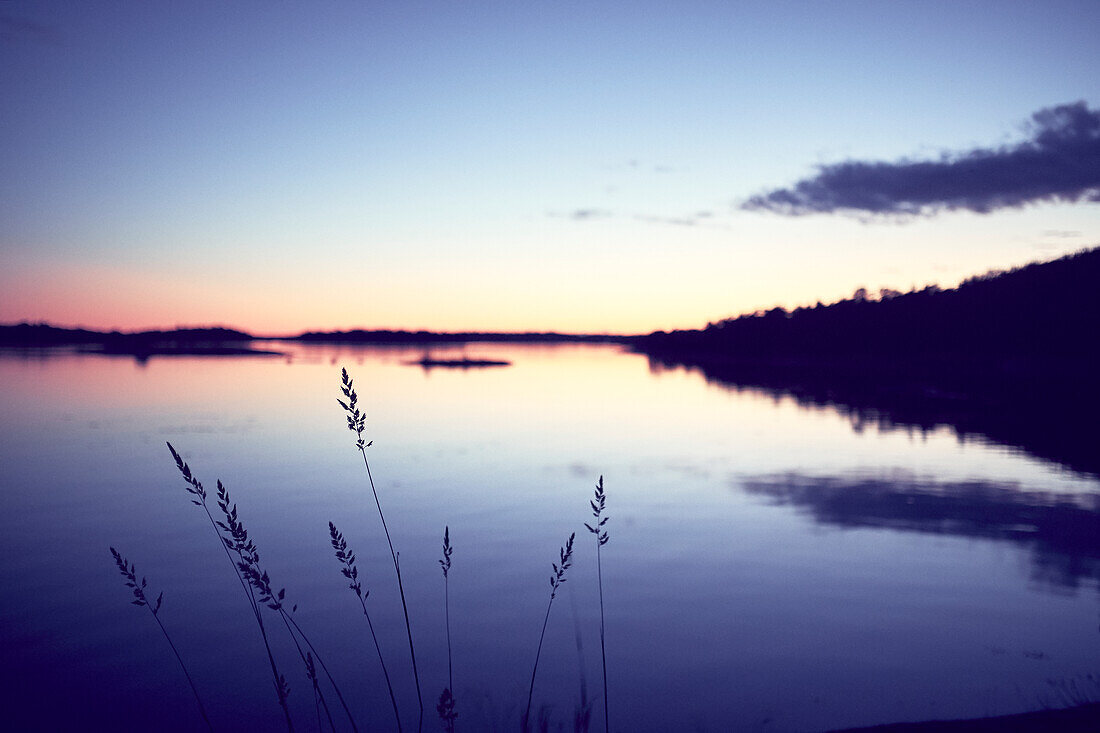 Silhouetted reed at sunrise