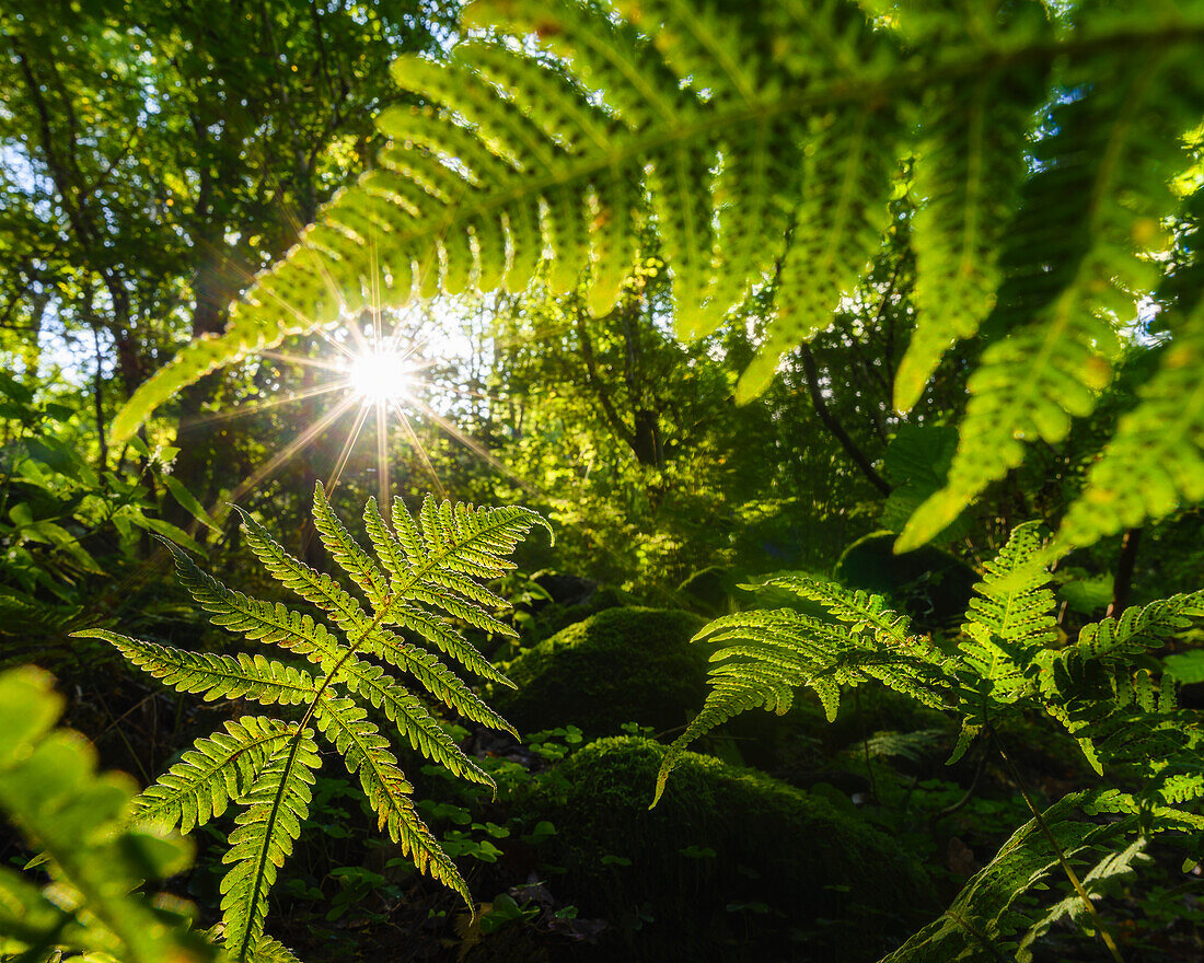 Sommerlicher Wald