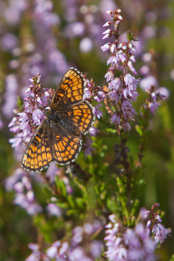 Butterfly on flower