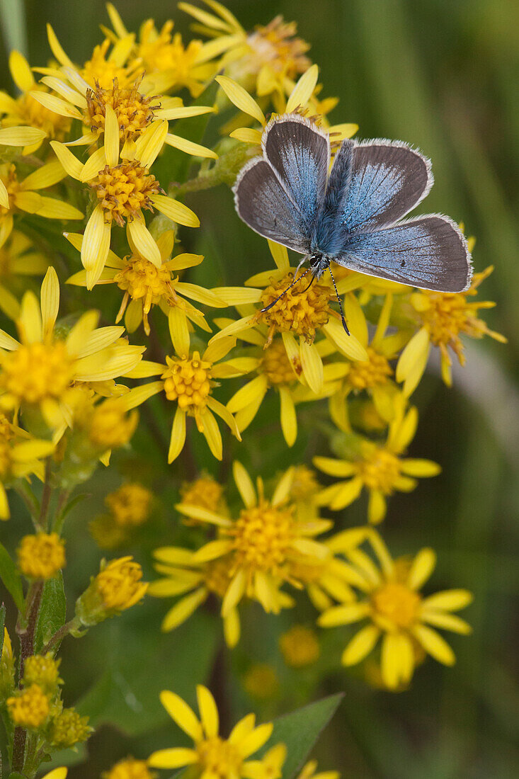 Butterfly on flower