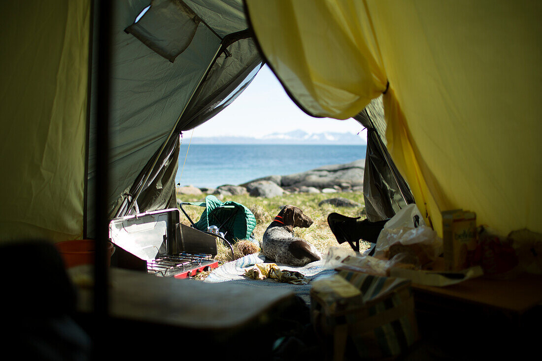 Dog in tent