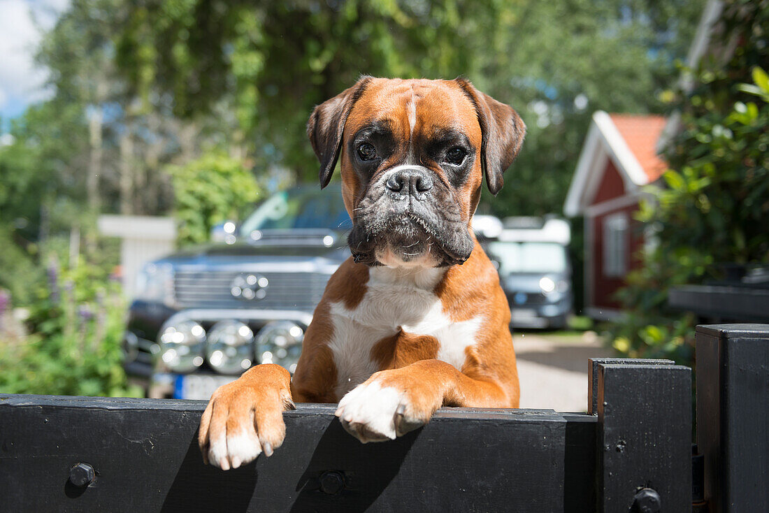 Portrait of boxer dog