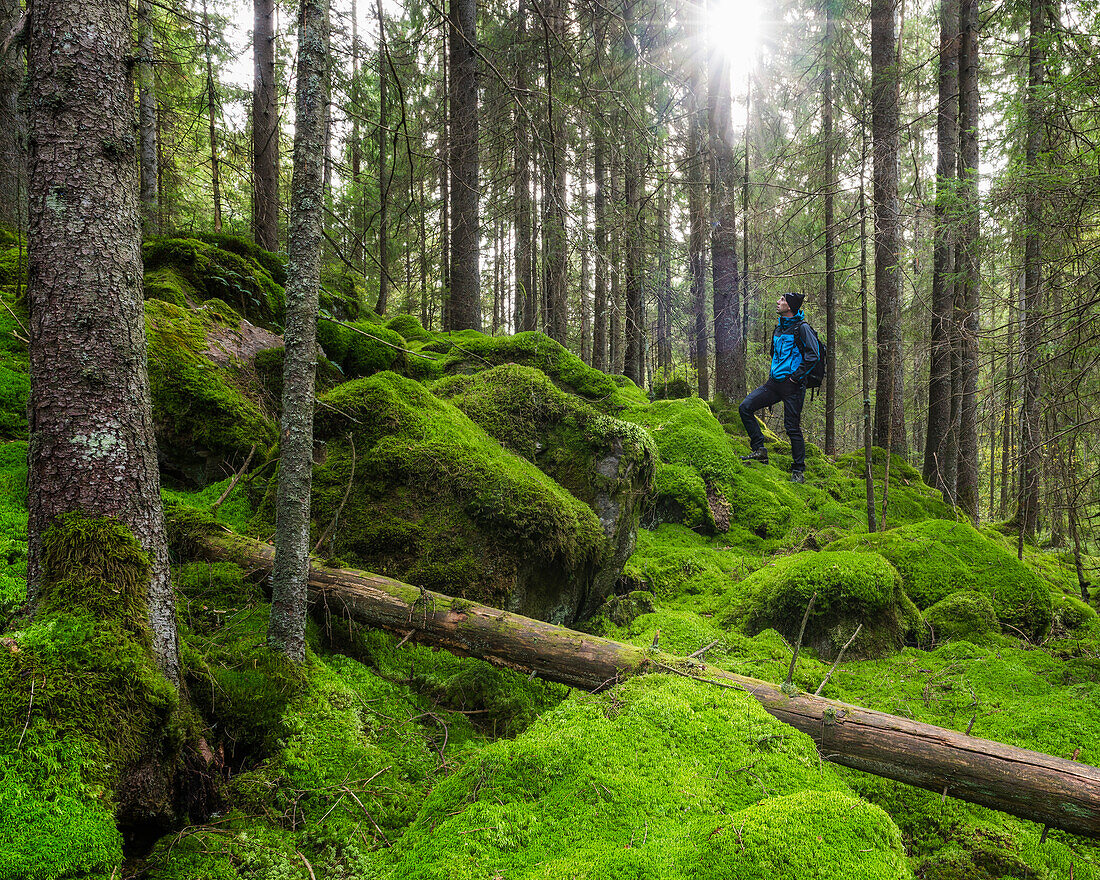 Hiker in forest