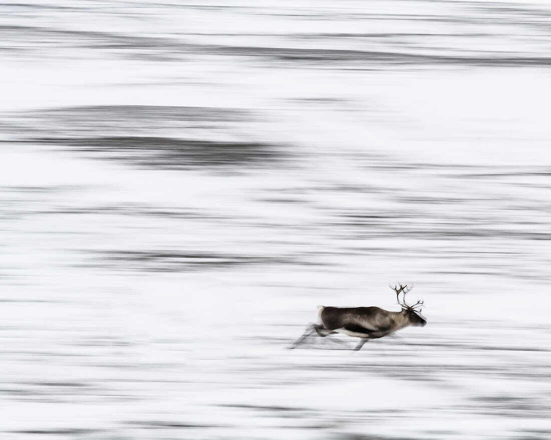 Running reindeer