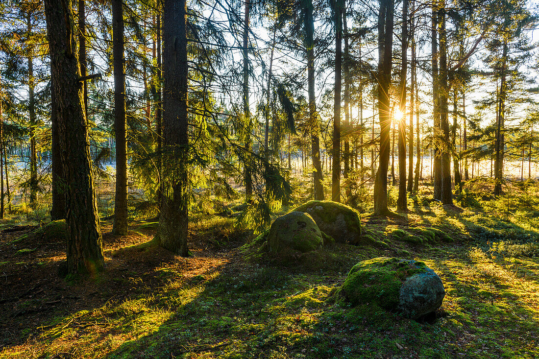 Forest at autumn