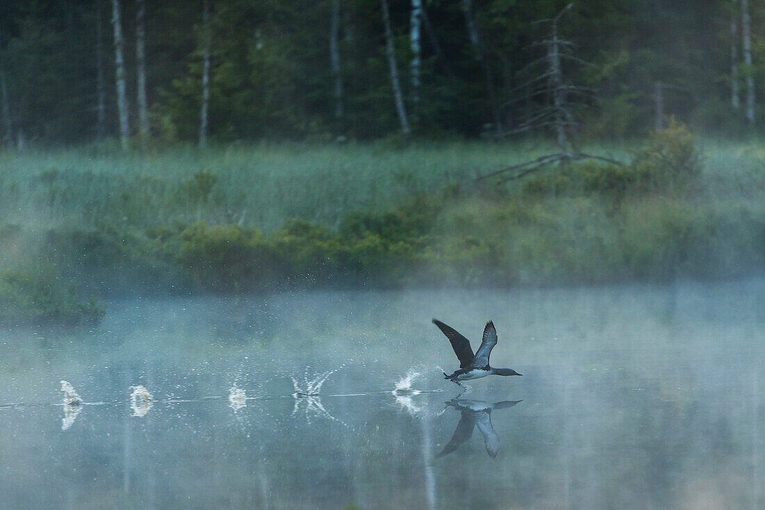 Bird flying over lake