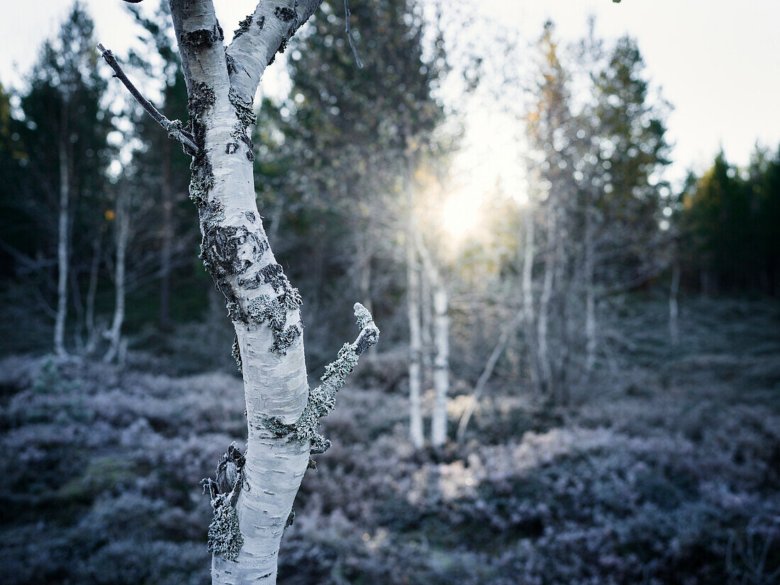 Birch tree