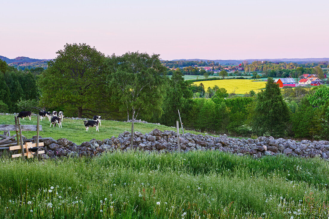 Green landscape with cattle in pasture