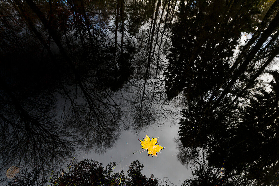 Yellow maple leaf floating on water