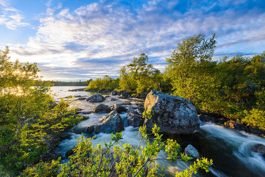 Stream with trees