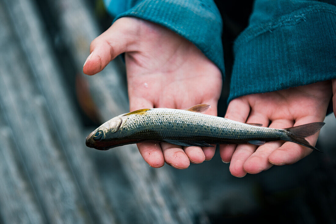 Junge hält kleinen Fisch