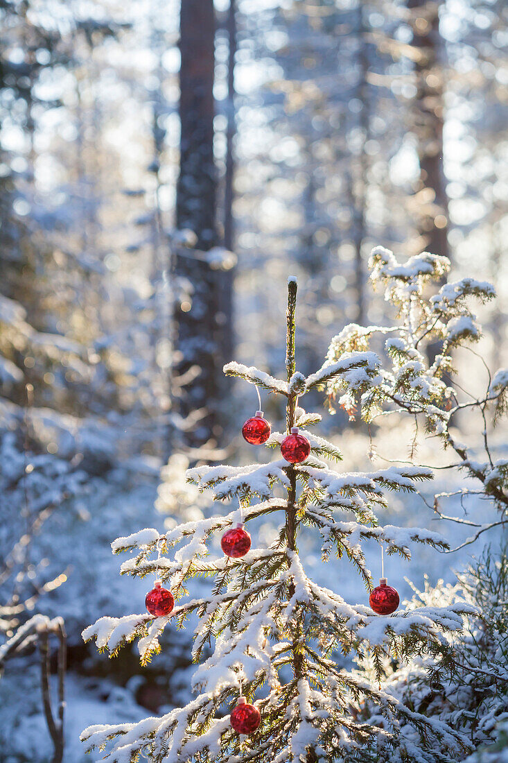 Mit Weihnachtskugeln geschmückter Tannenbaum im Wald