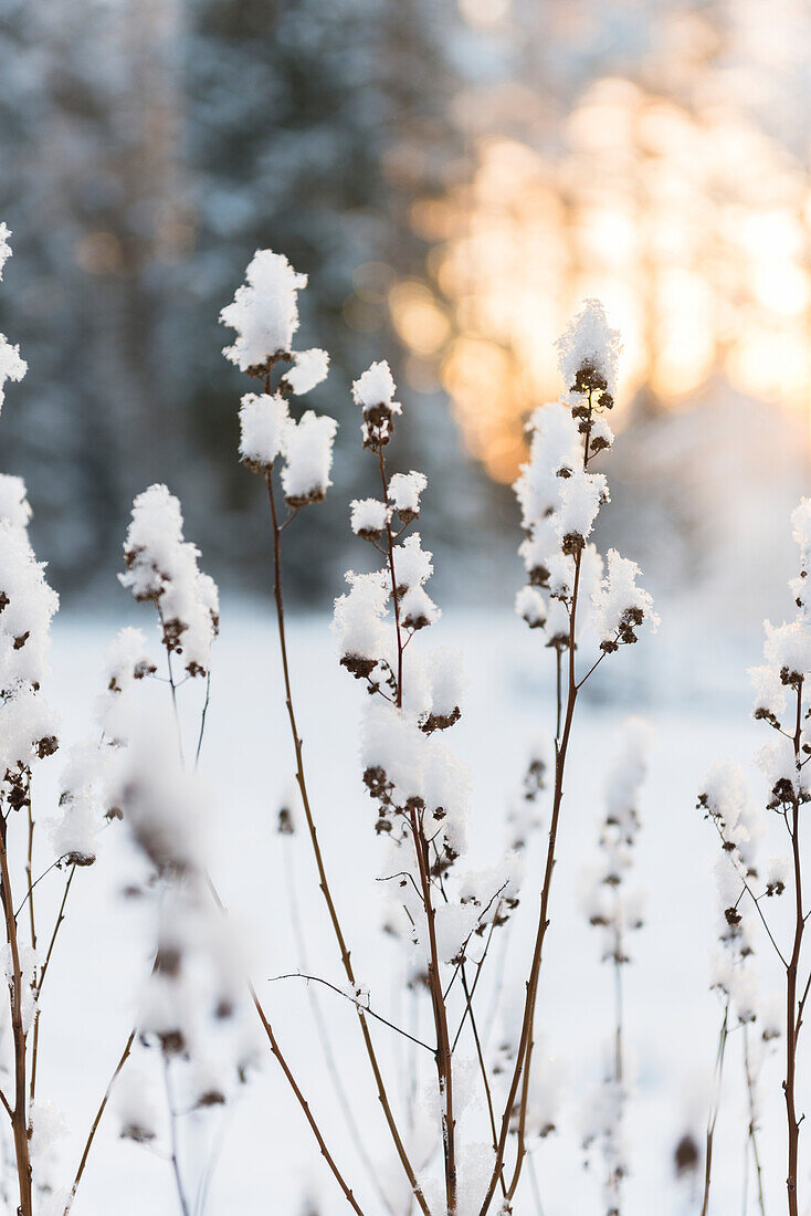 Schnee auf Pflanzen