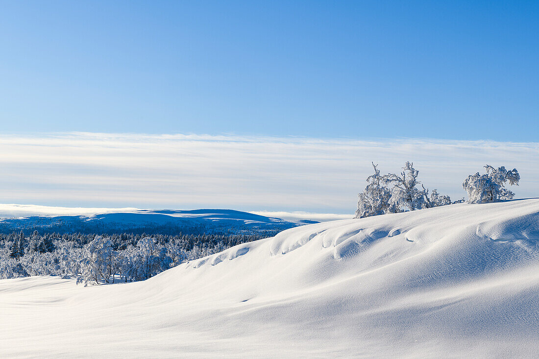 Winter landscape