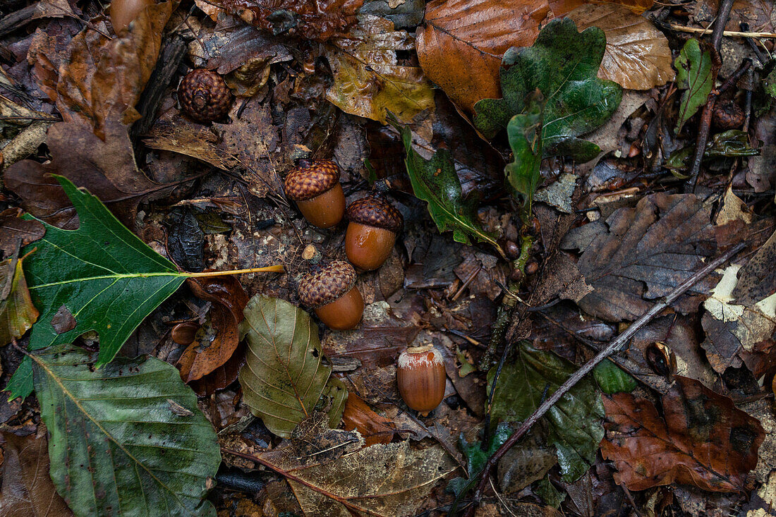 Acorns and leaves in forest