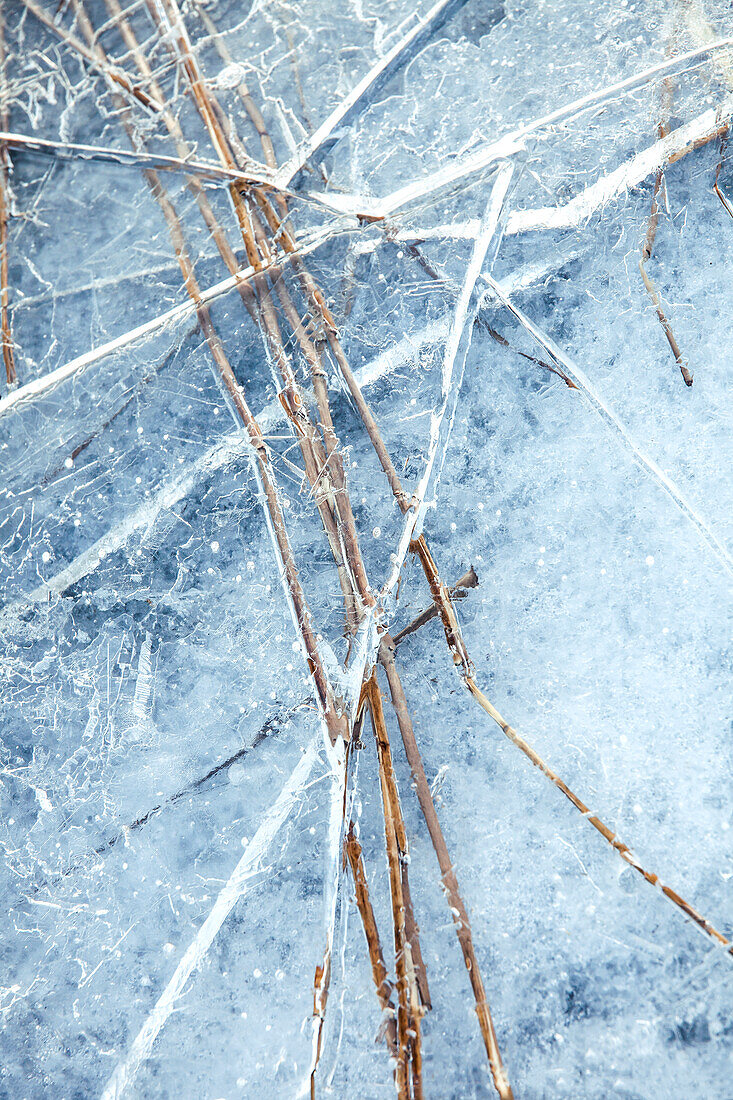 Zweige auf Eis
