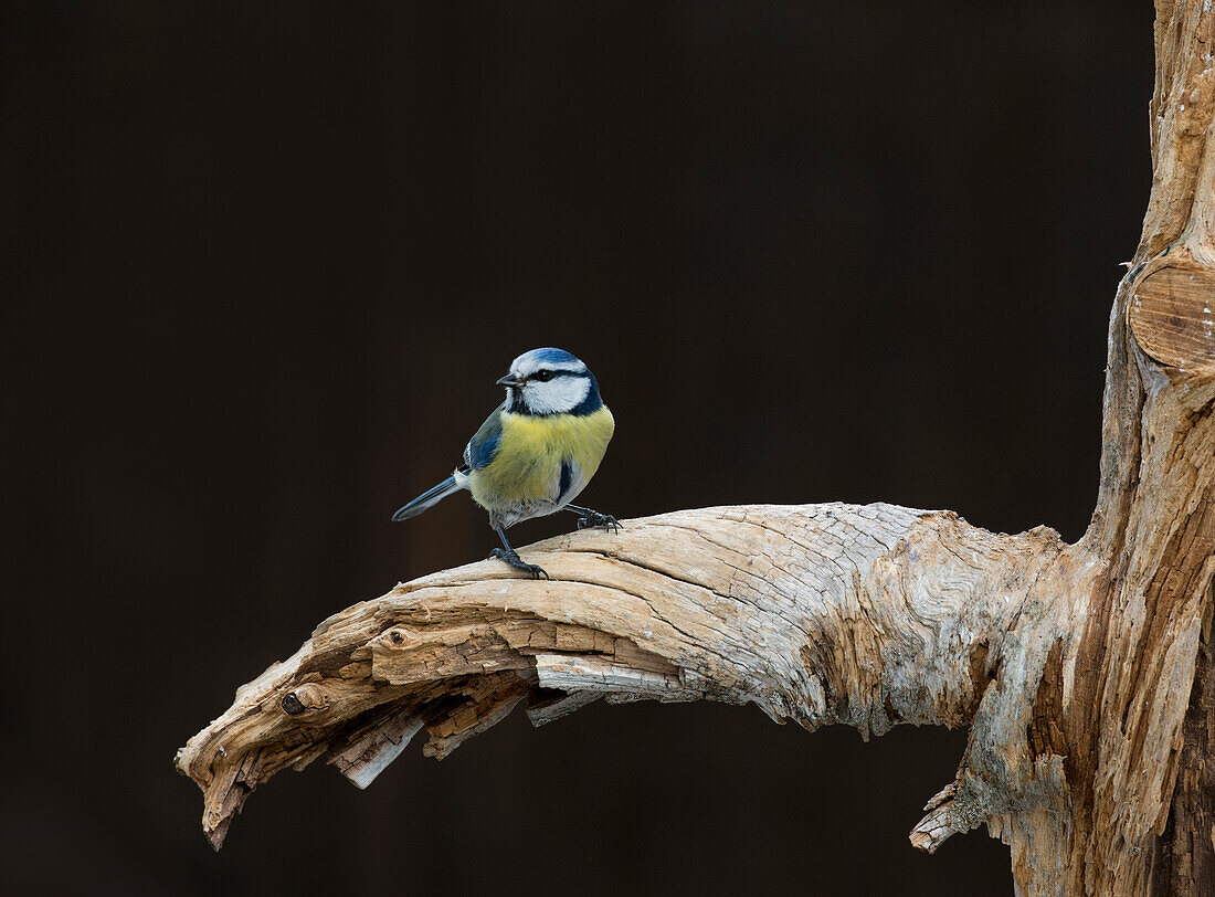 Blaumeise auf einem Zweig