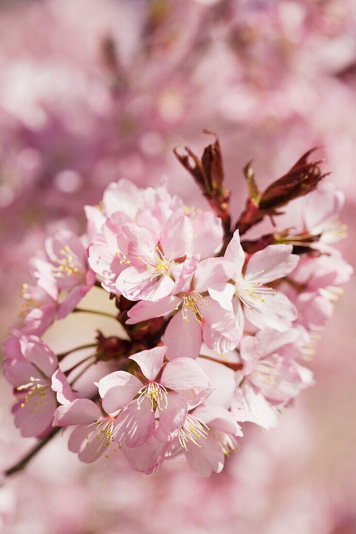 Pink blossoms on twig