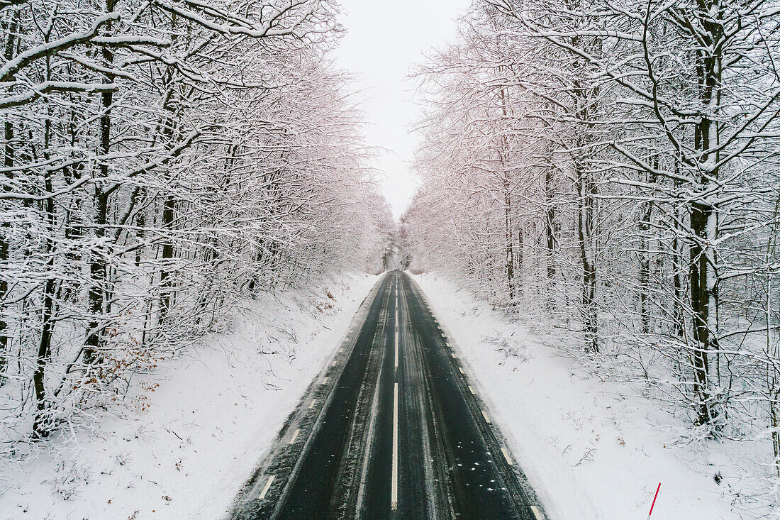 Road in forest in winter