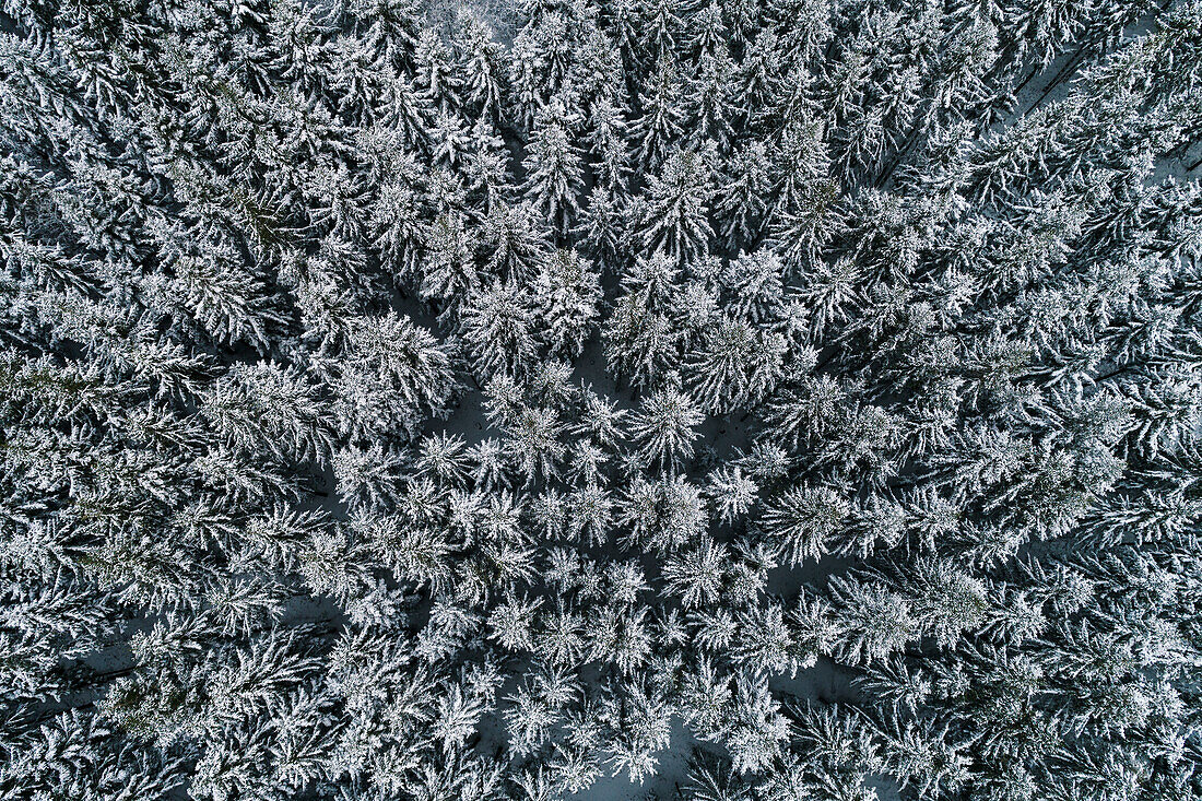 Frozen trees seen from above