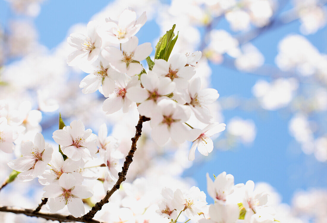 Weiße Blüten am Zweig