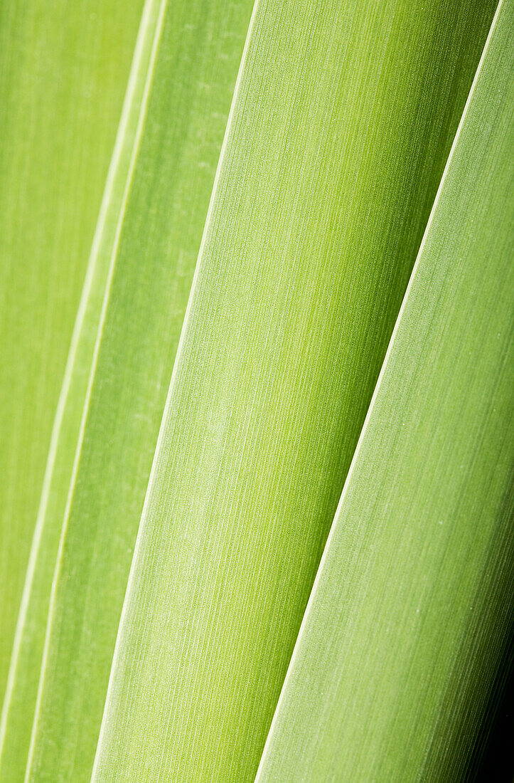 Close up of plant