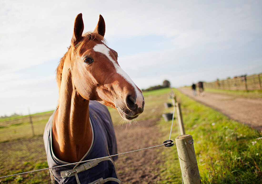 Pferd an der Landstraße