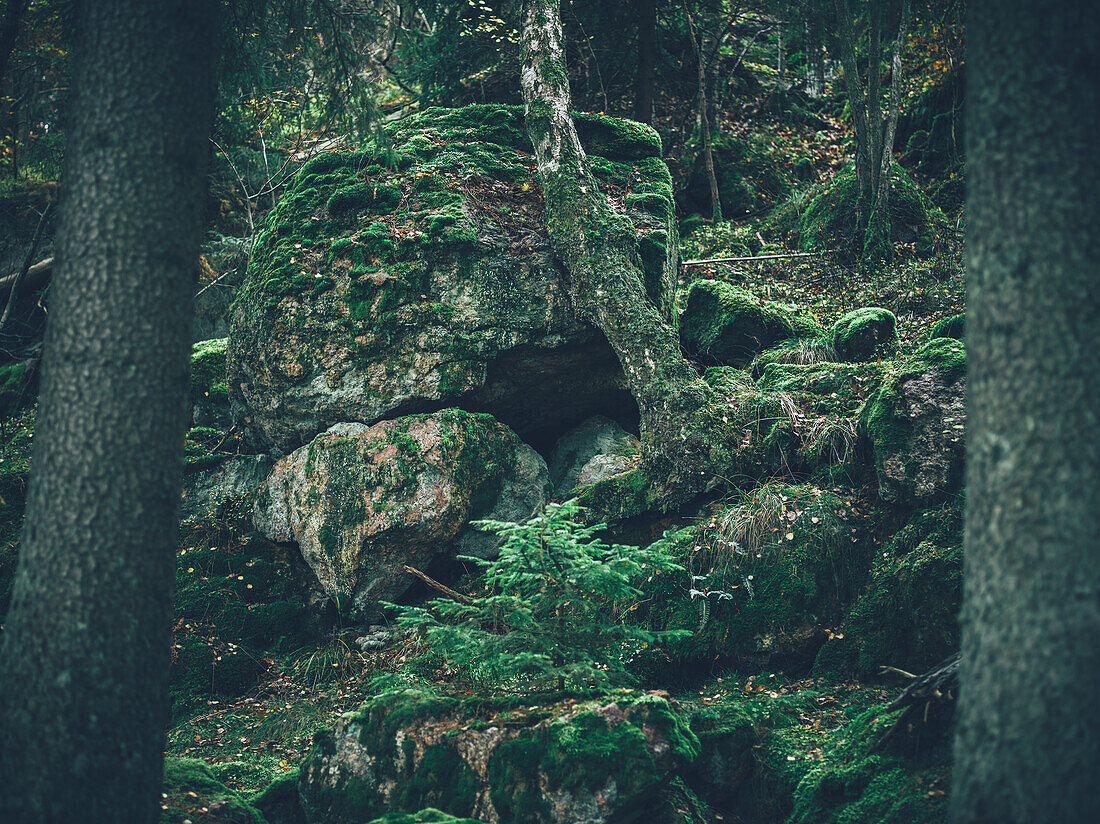 Mossy rocks in forest