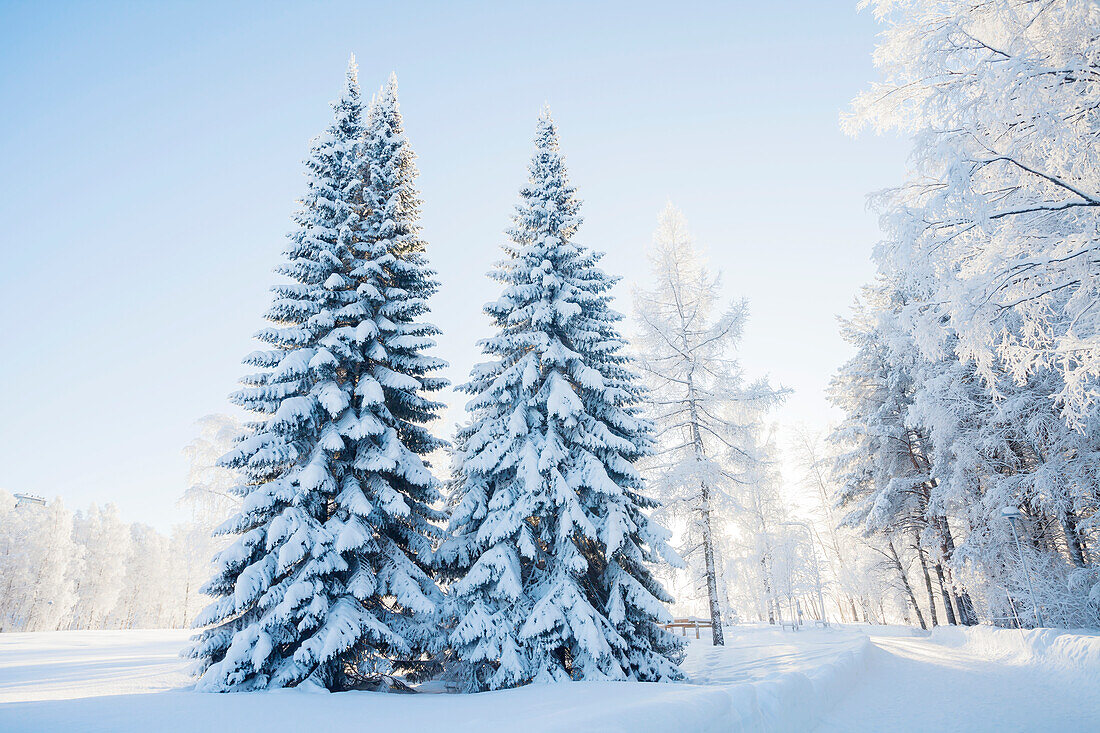 Schnee bedeckt Bäume