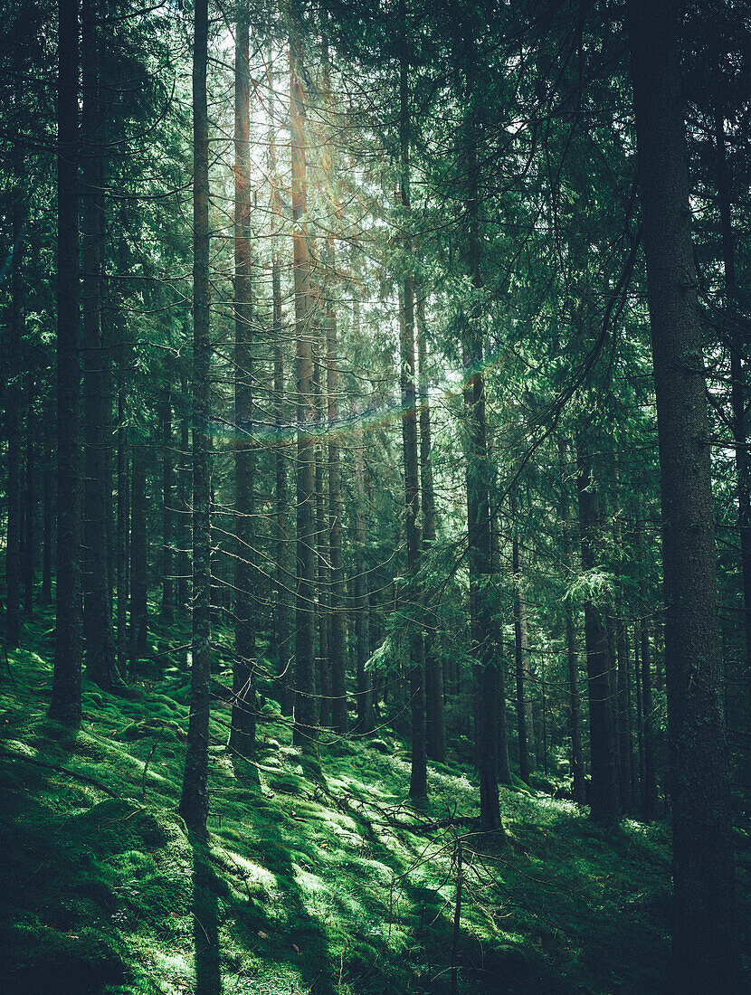 Blick auf den Wald