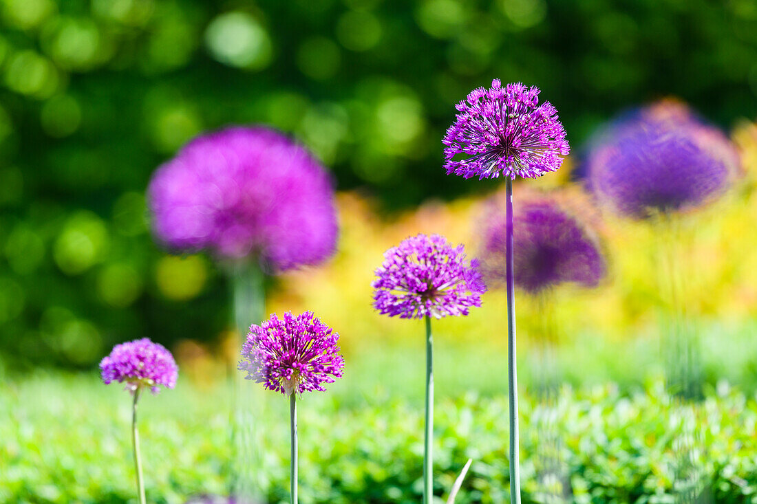 Purple flowers