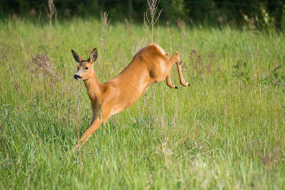 Deer running through meadow