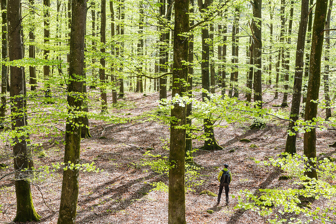 View of spring forest