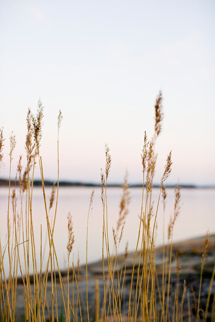 Gras am Wasser